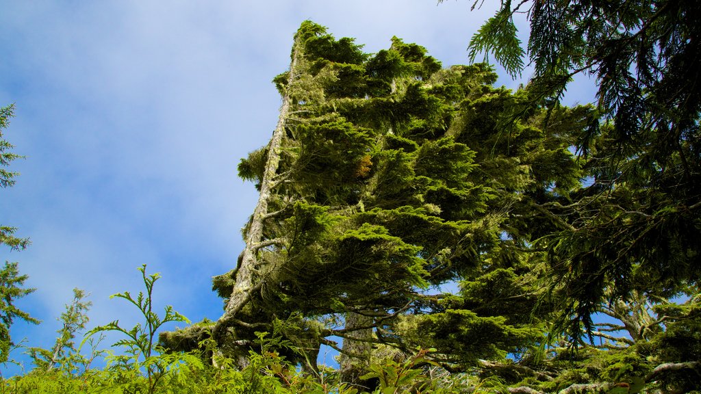 Pacific Rim National Park Reserve showing forests