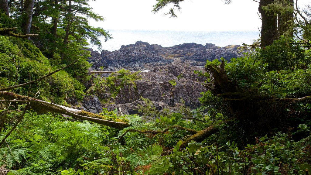 Pacific Rim National Park Reserve mettant en vedette vues littorales et forêts