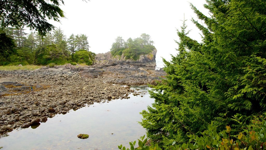 Wild Pacific Trail which includes forest scenes, mist or fog and general coastal views