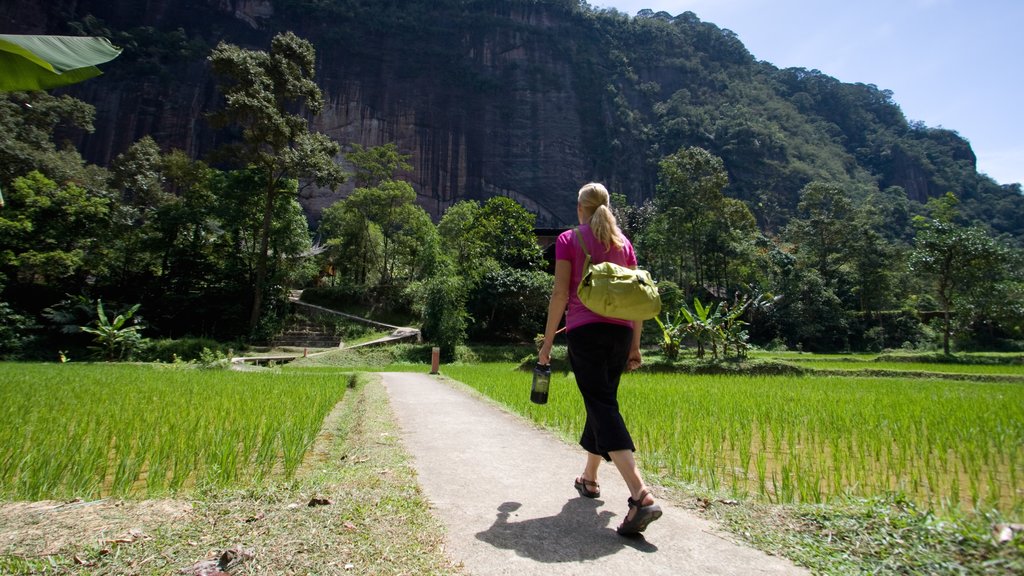 Sumatra which includes hiking or walking as well as an individual female