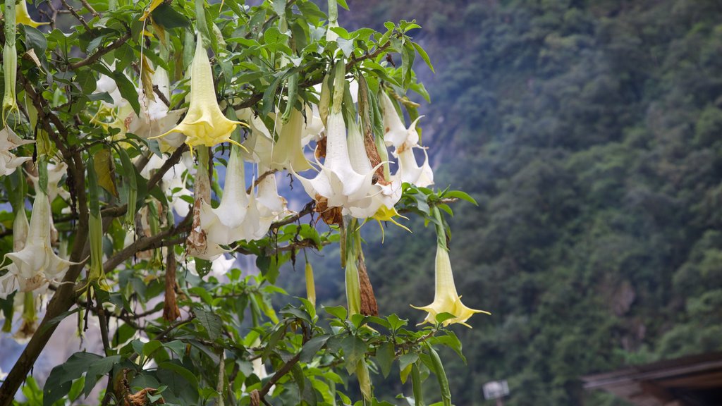 Cuzco - Machu Picchu bevat bloemen