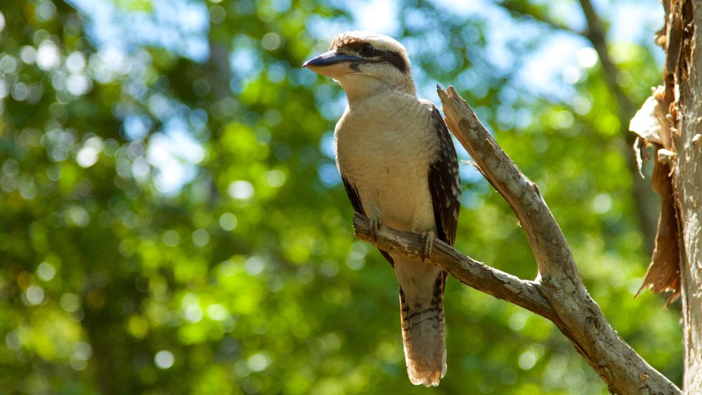 Mount Warning toont vogels