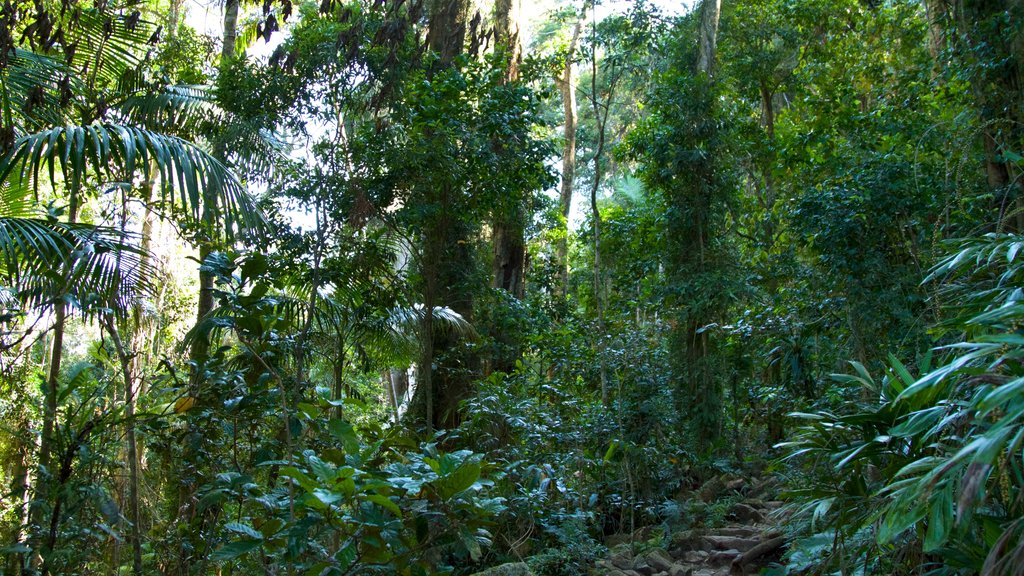 Mount Warning which includes rainforest