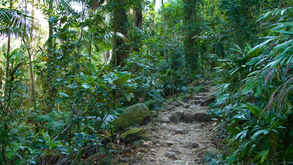 Mount Warning bevat regenwoud