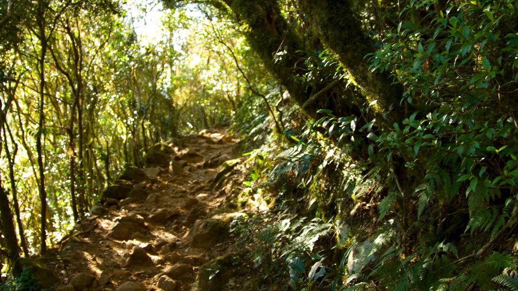 Mount Warning qui includes paysages en forêt et forêt tropicale