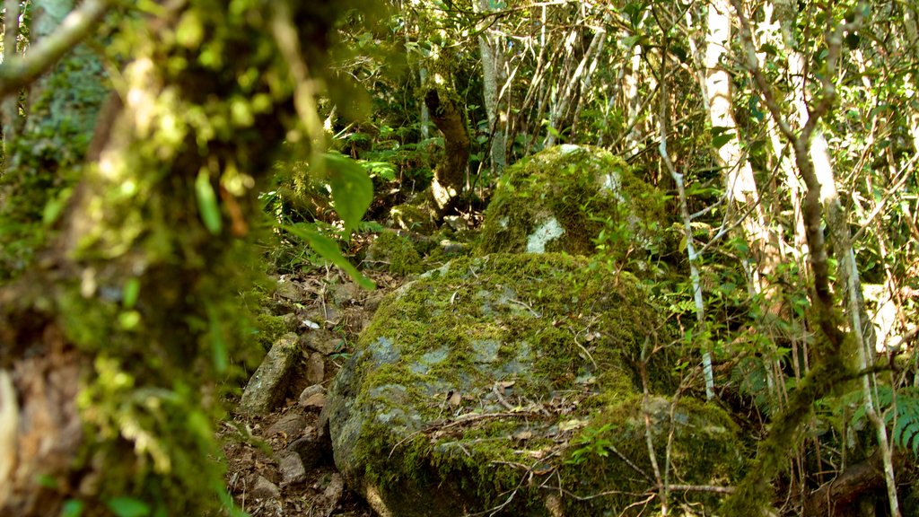 Mount Warning que incluye selva y bosques