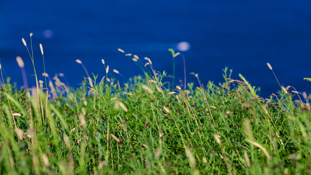 Signal Hill which includes wild flowers and flowers