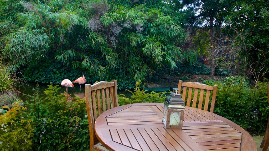 Kensington Roof Gardens showing a garden