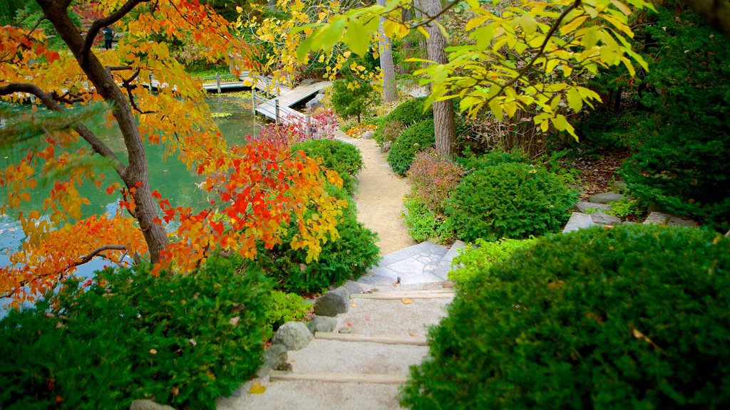 Anderson Japanese Gardens showing autumn leaves and a garden