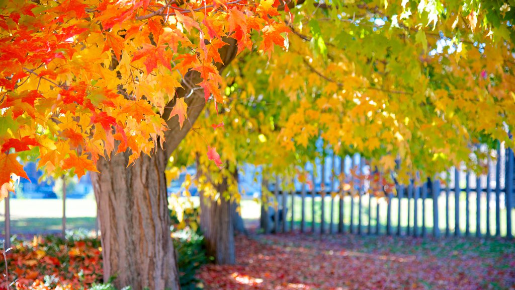 Augusta featuring autumn leaves