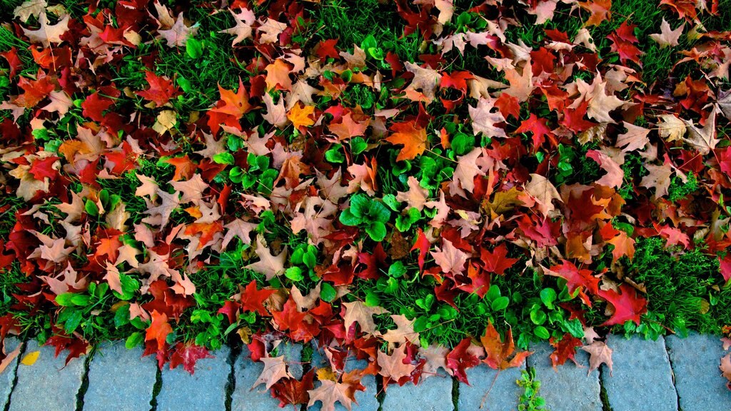 Bath que incluye hojas de otoño