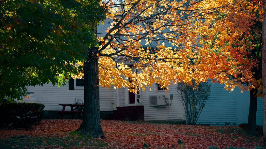 Conway showing autumn leaves