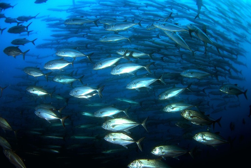 Immersioni sott'acqua by Ggungpa0 - Under Creative Common  license CC0 1.0 (https://creativecommons.org/publicdomain/zero/1.0/deed.it)- https://pixabay.com/it/immersioni-sott-acqua-mare-689832/