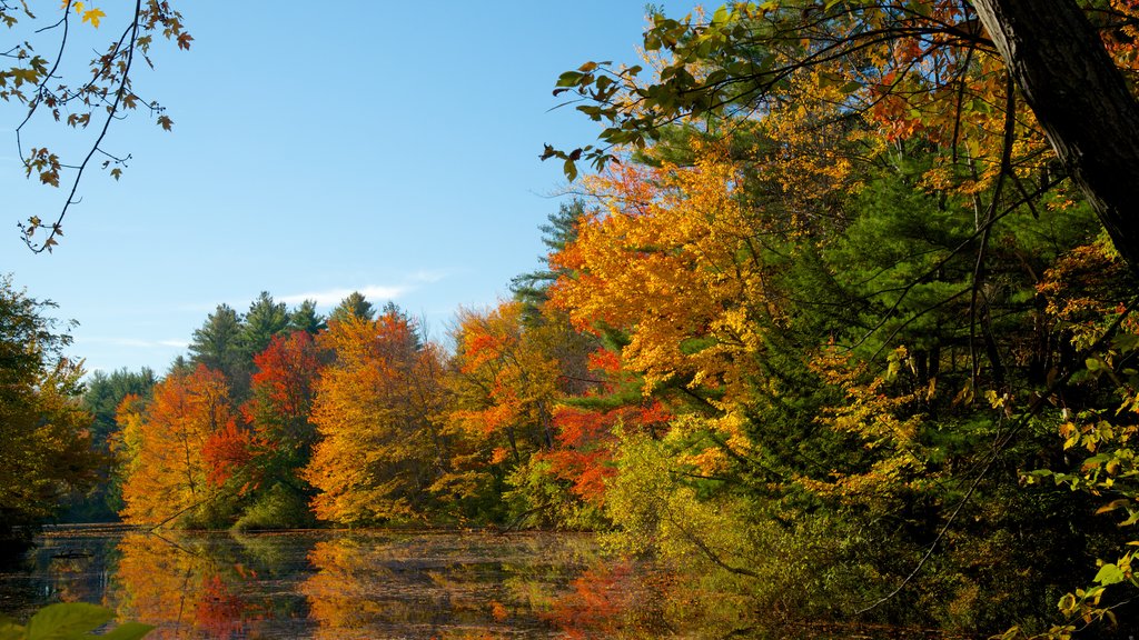 Conway mettant en vedette feuilles d’automne, une rivière ou un ruisseau et un parc