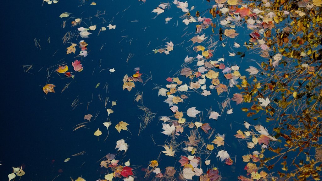 Conway showing a river or creek and autumn colours