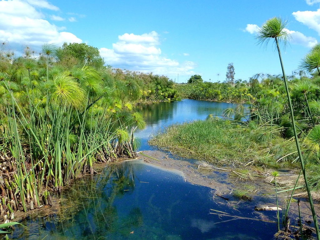 Il fiume Ciane e i suoi folti papireti - Di Marchal from Germany - P1020015SAT110812a, CC BY 2.0, https://commons.wikimedia.org/w/index.php?curid=20650524