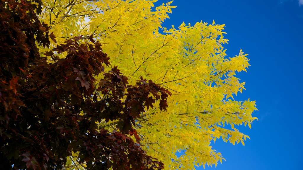 Lake George mostrando hojas de otoño