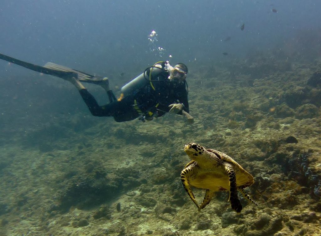 Luca sott'acqua con una tartaruga a Bali, Indonesia