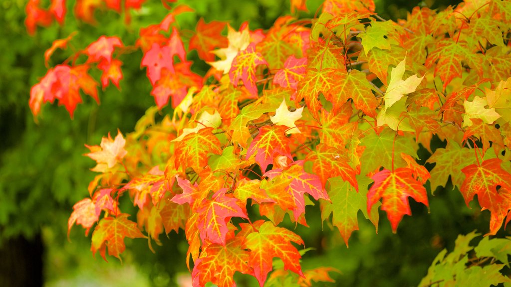 Cooperstown mit einem Herbstblätter