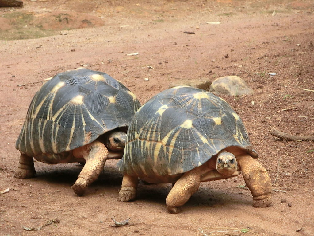 Madagascar ( Di Jose Antonio - Opera propria, Pubblico dominio, https://commons.wikimedia.org/w/index.php?curid=46381853 )