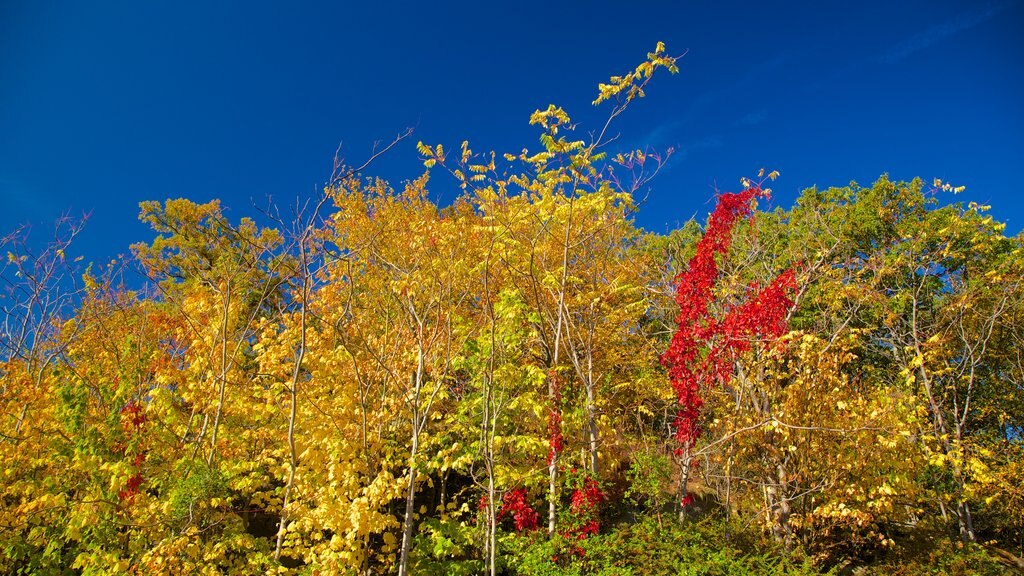 Bear Mountain State Park ofreciendo hojas de otoño y escenas tranquilas