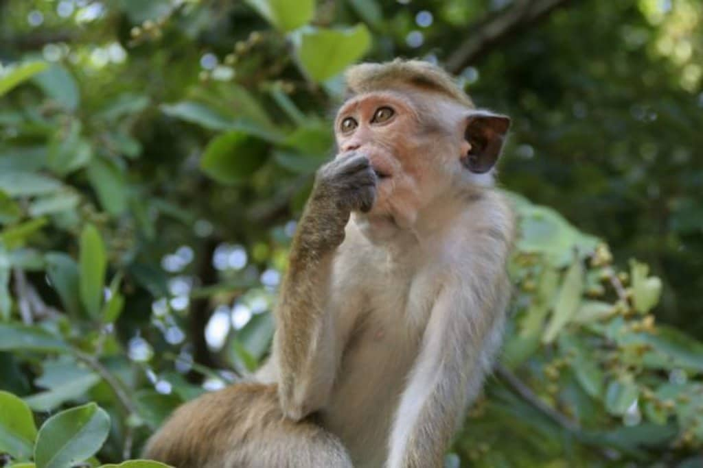 Macaco dal berretto, tipico dello Sri Lanka - Photo Credit: Francesca Spanò