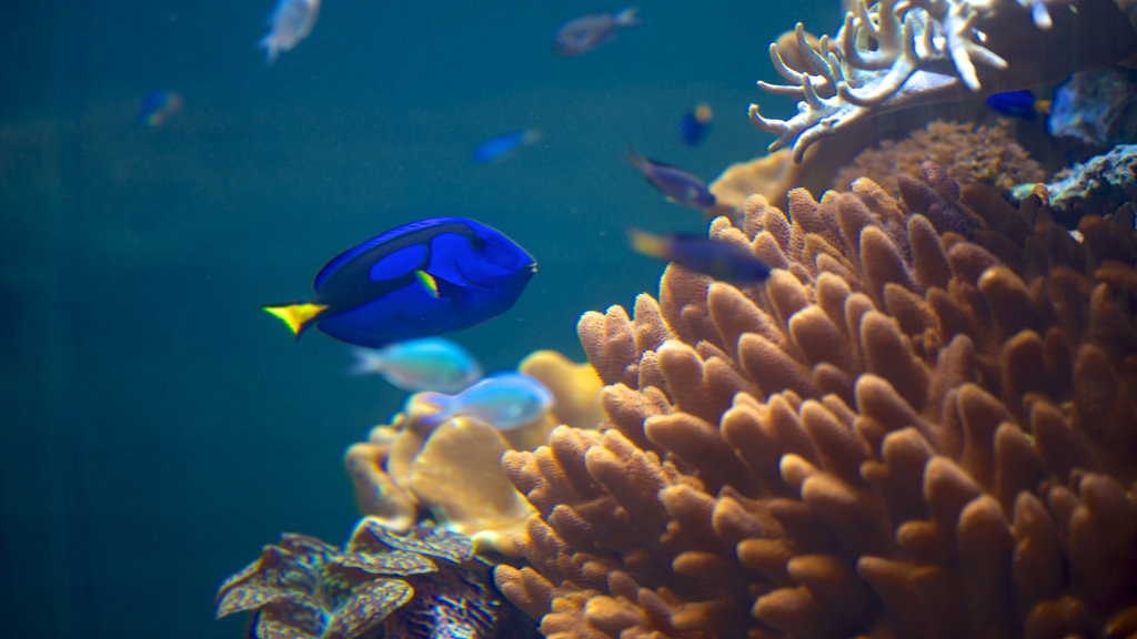 Nasjonalt marinbiologisk museum og akvarium fasiliteter samt sjøliv