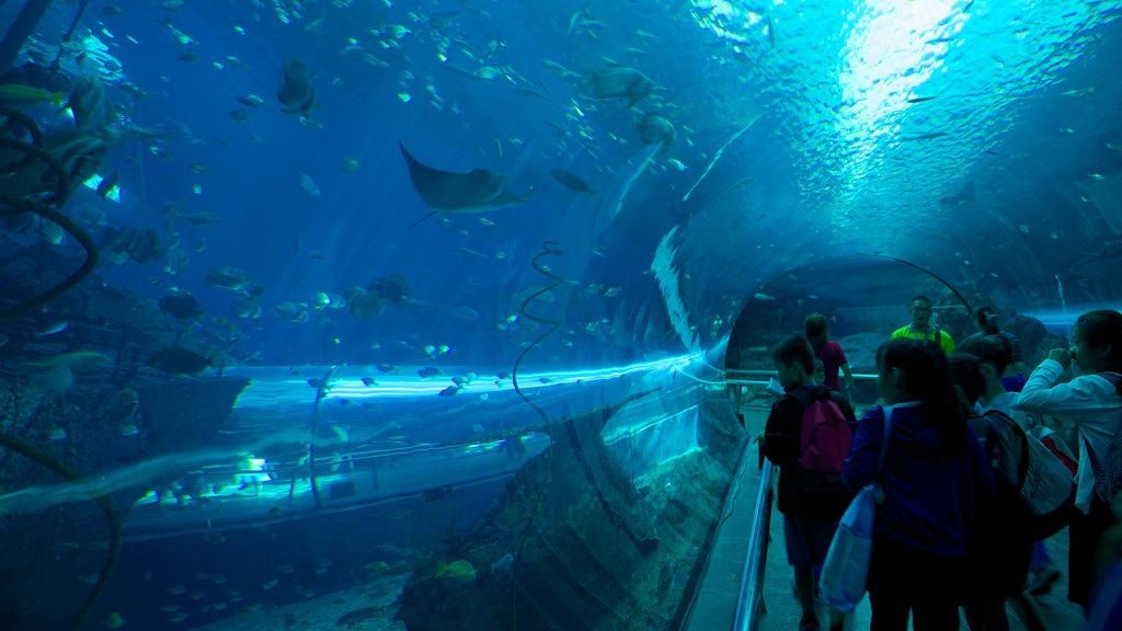 National Museum of Marine Biology and Aquarium mostrando vida marinha