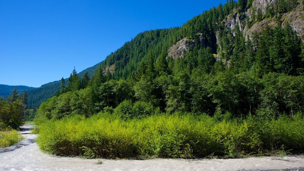 Mount Rainier National Park which includes forests and tranquil scenes