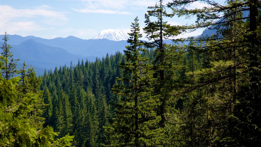 Parque Nacional del Monte Rainier que incluye escenas tranquilas y bosques