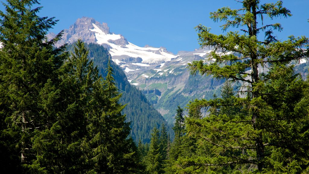 Parque Nacional del Monte Rainier ofreciendo vista panorámica, bosques y montañas