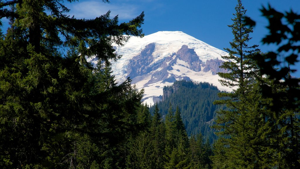 Mount Rainier Nationalpark som viser fredfyldte omgivelser, sne og skove