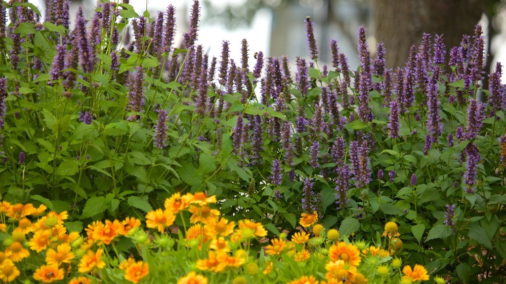 Waterfront Park og byder på blomster