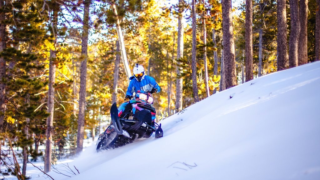 Casper som viser snowboarding, snø og skog