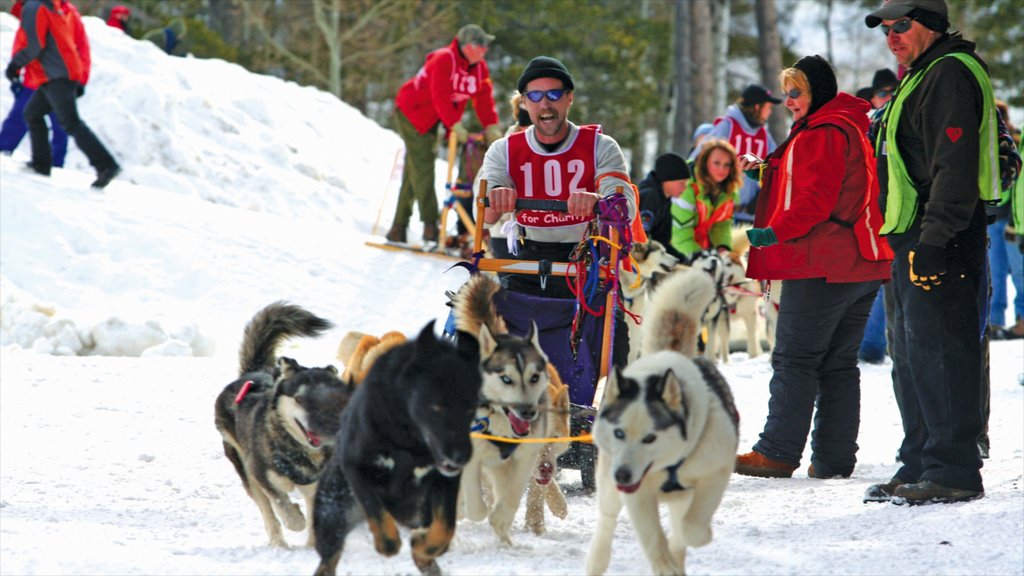 Casper mostrando nieve y trineos tirados por perros y también un gran grupo de personas