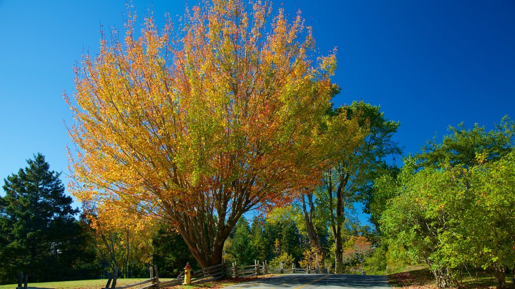 Northeast Harbor showing autumn colours and a park