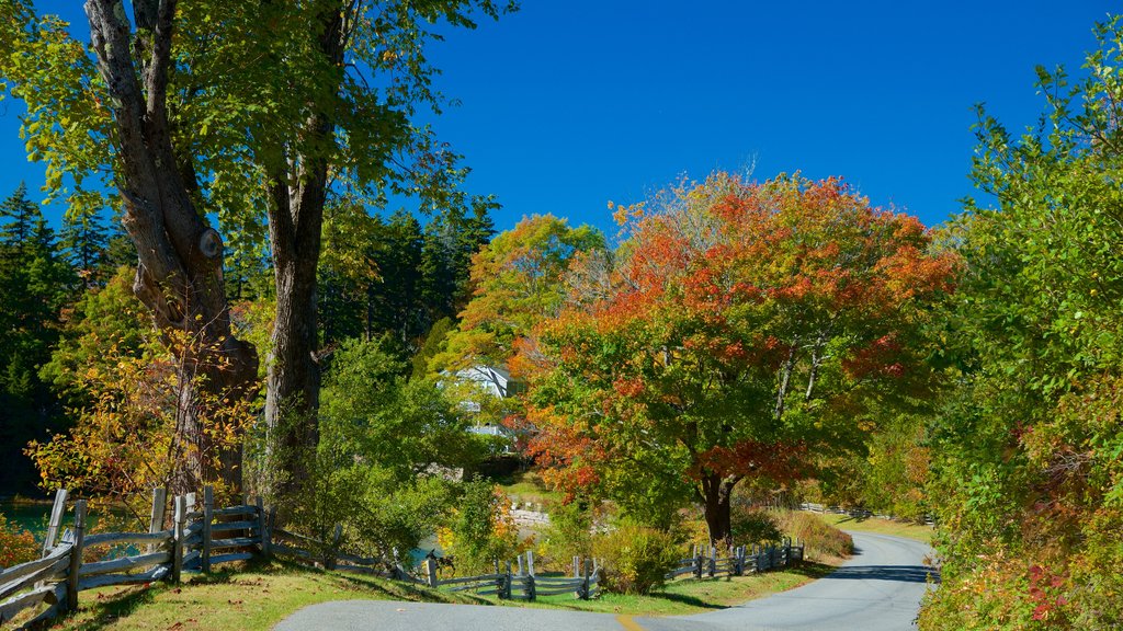 Northeast Harbor which includes autumn leaves and a park