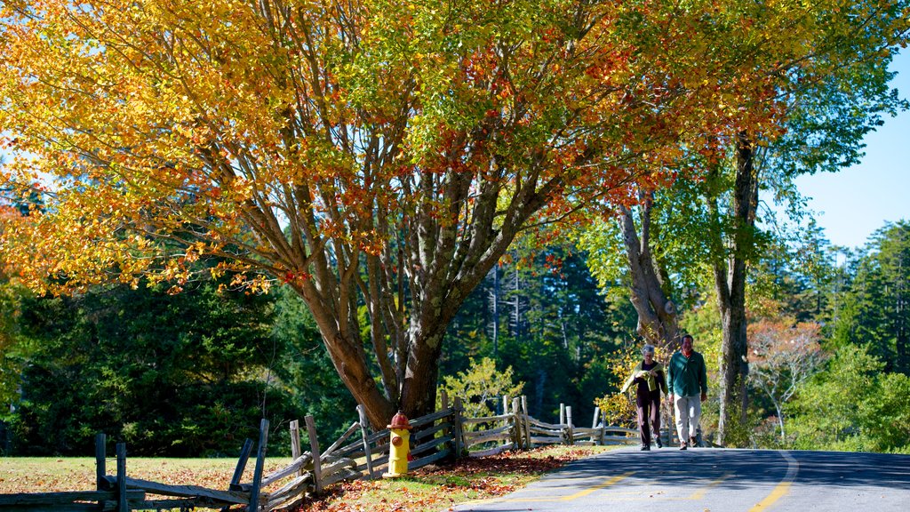 Northeast Harbor showing autumn leaves and a park