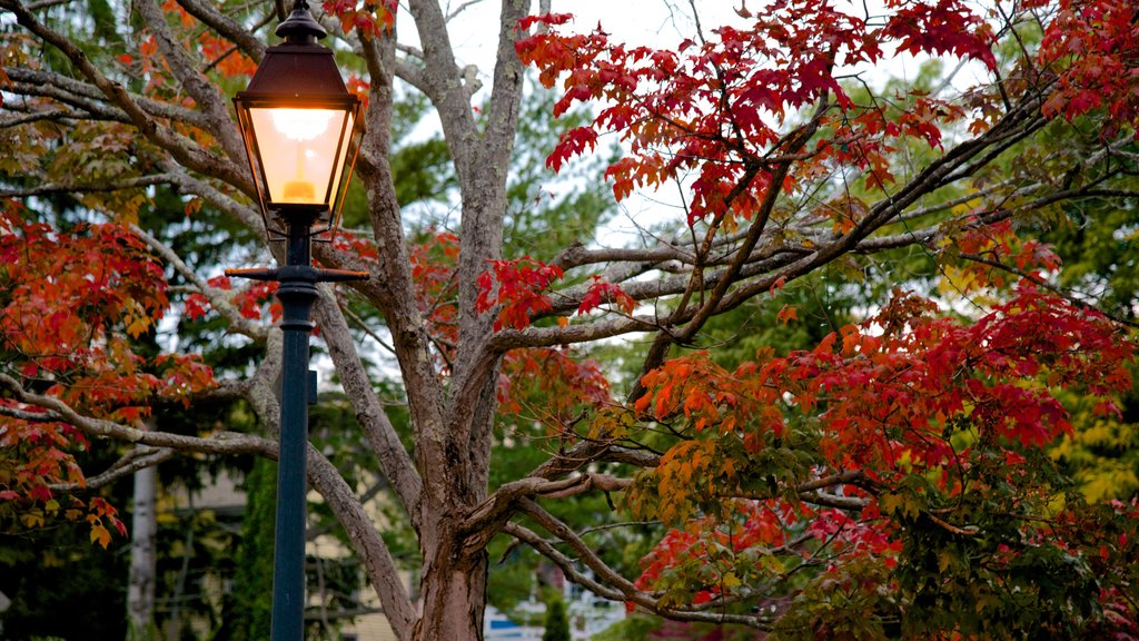 Marblehead showing autumn leaves