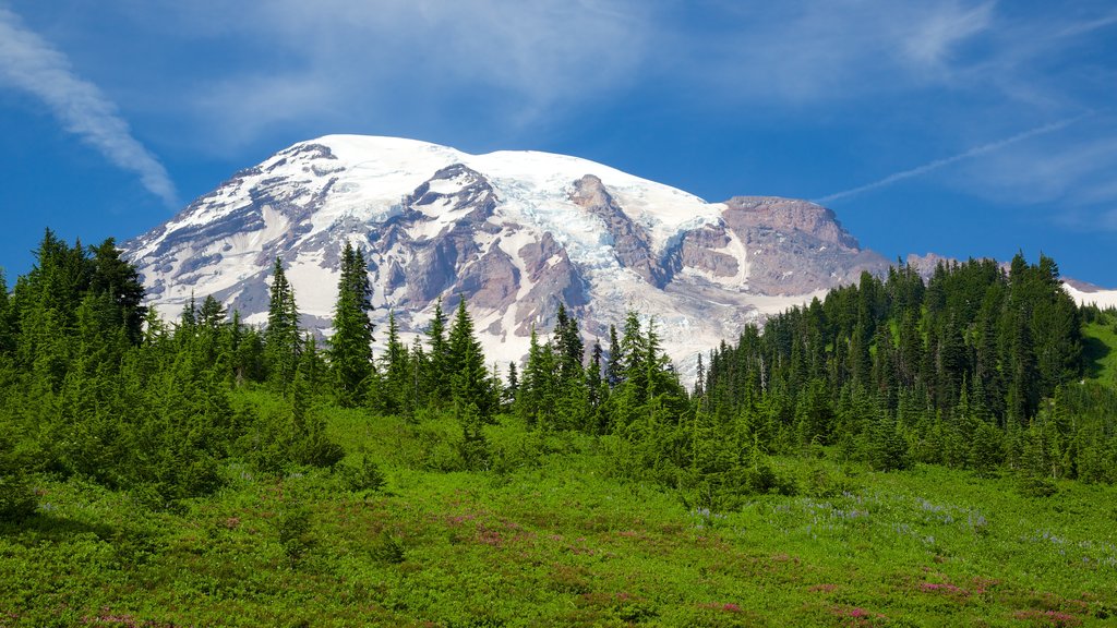 Paradise which includes mountains