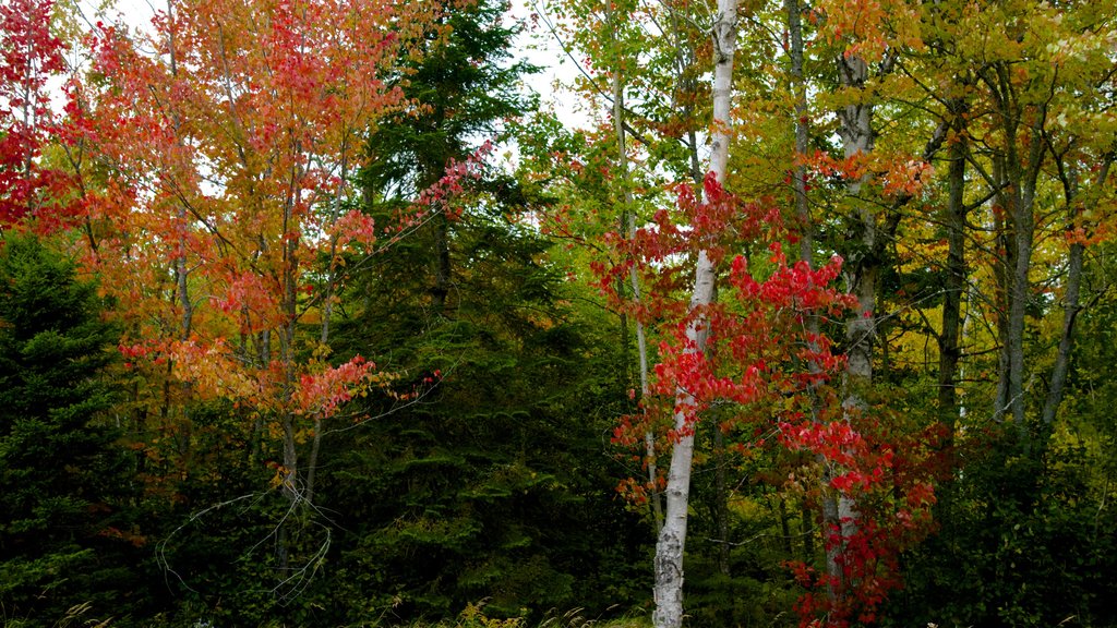 Rockwood toont herfstbladeren en bossen