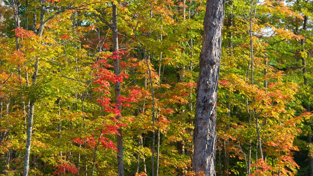 Rangeley que inclui cores do outono e cenas de floresta