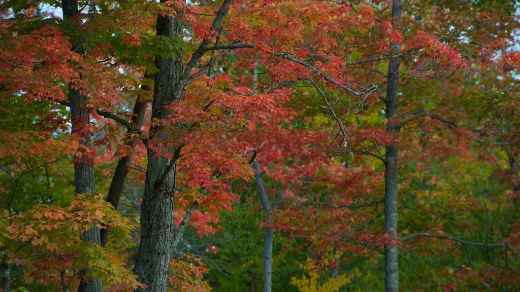 Rangeley mostrando los colores del otoño