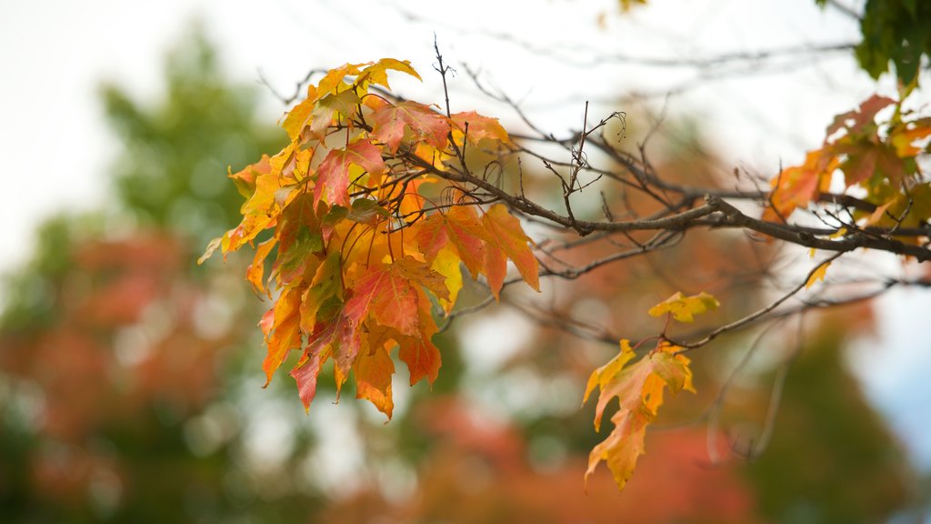 Rangeley which includes autumn leaves