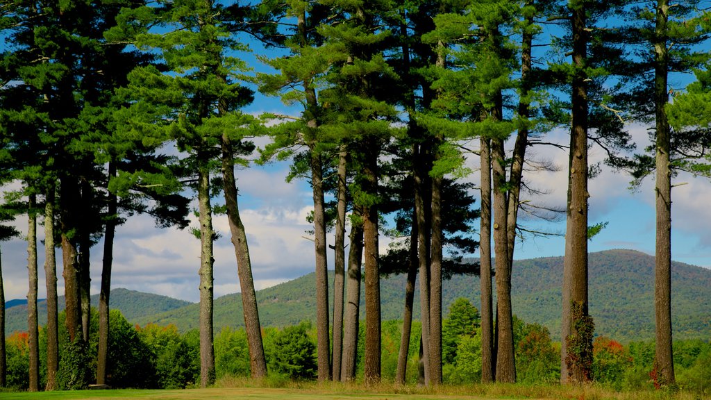 Fryeburg ofreciendo imágenes de bosques