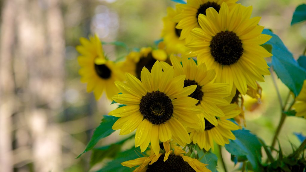 Bethel fasiliteter samt blomster