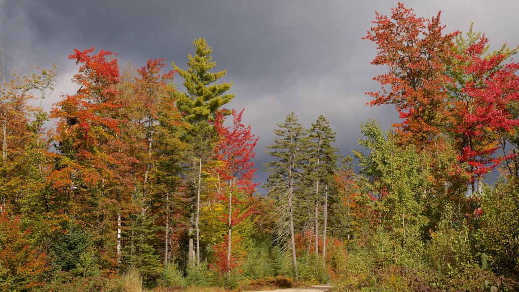 Bethel showing fall colors and forests