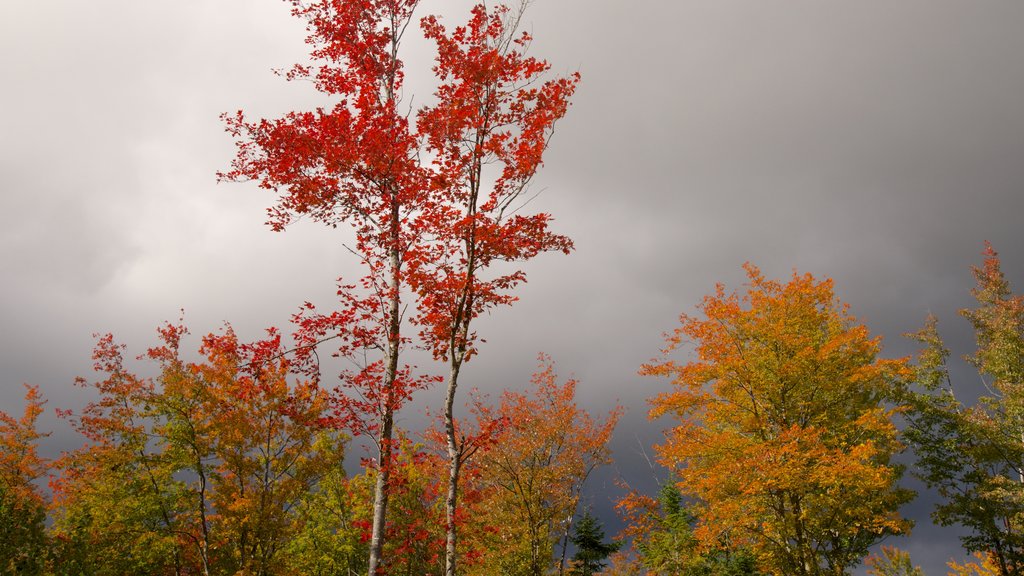 Bethel featuring skyline and autumn leaves