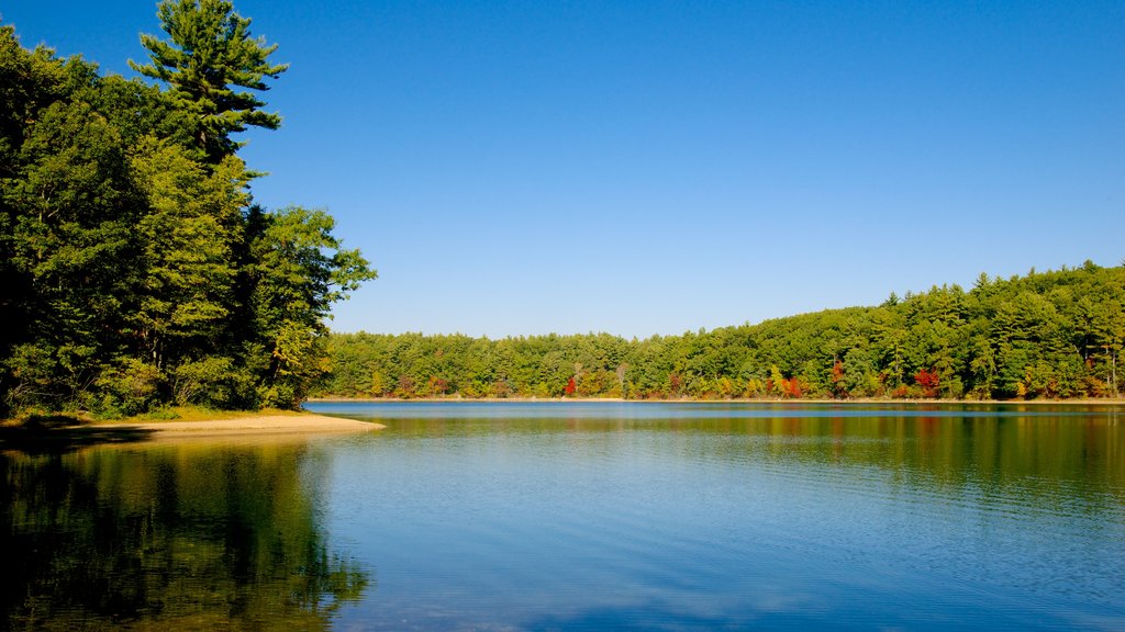 Walden Pond mostrando paisagem e um lago ou charco