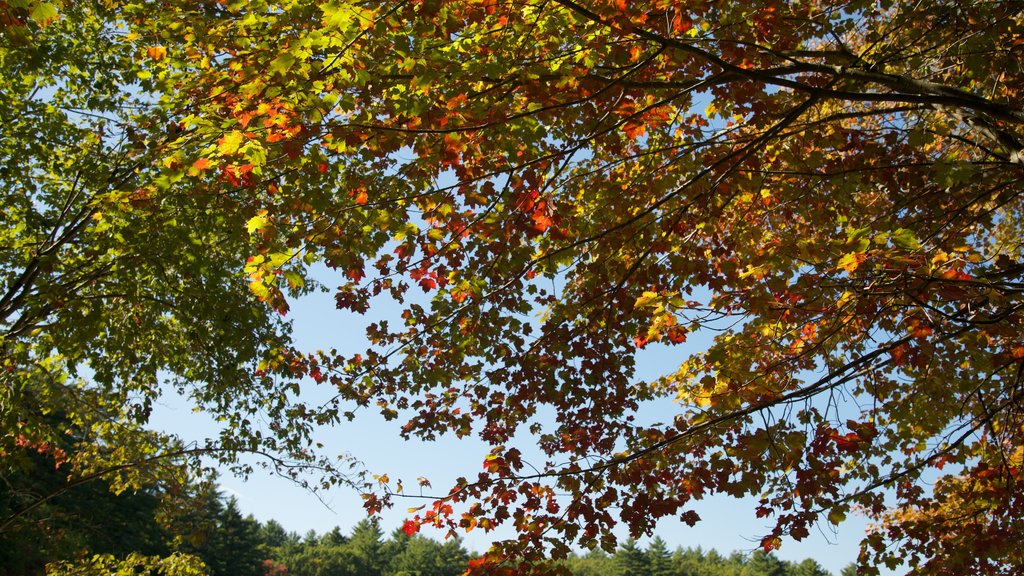 Walden Pond featuring autumn leaves